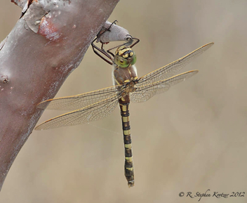 Didymops floridensis, female